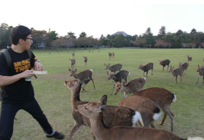 Why You Should Never Bring Food Around A Group Of Deer (4 pics)