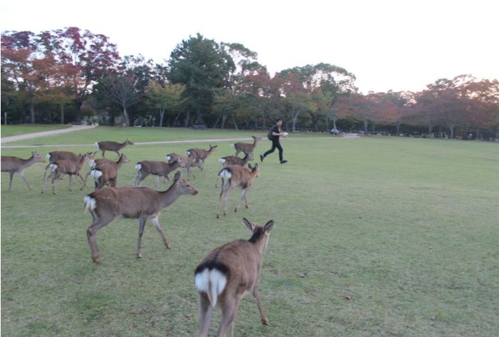 Why You Should Never Bring Food Around A Group Of Deer (4 pics)