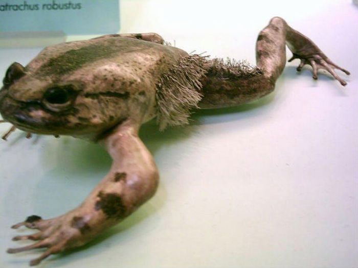 This Frog Does Something Frightening To Protect Itself (3 pics)