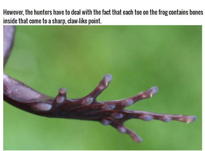 This Frog Does Something Frightening To Protect Itself (3 pics)