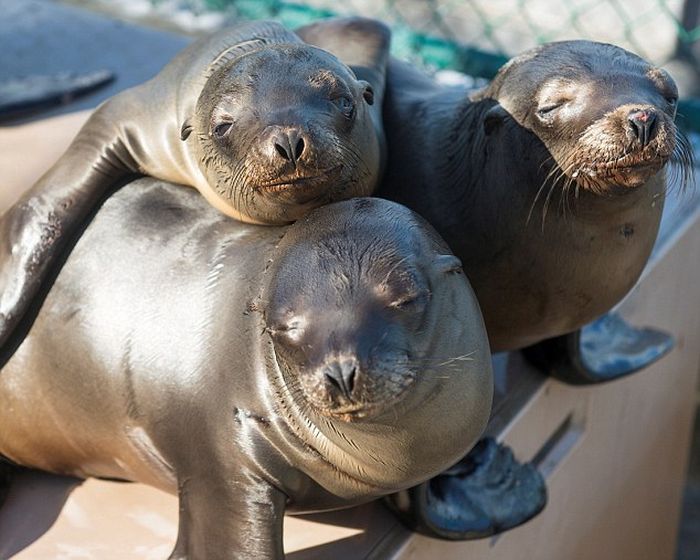 No One Knows What's Causing These Sea Lion Pups To Get Sick (12 pics)