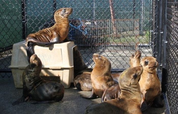No One Knows What's Causing These Sea Lion Pups To Get Sick (12 pics)