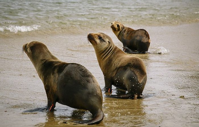 No One Knows What's Causing These Sea Lion Pups To Get Sick (12 pics)