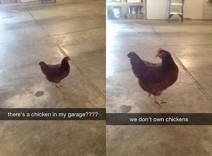 How Did This Chicken Get In The Garage? (3 pics)