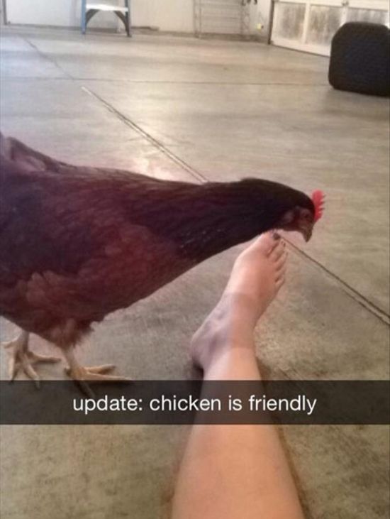 How Did This Chicken Get In The Garage? (3 pics)