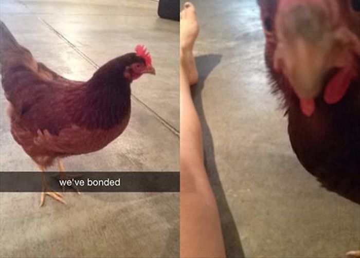 How Did This Chicken Get In The Garage? (3 pics)