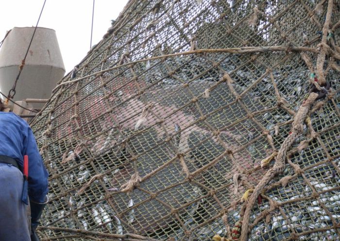 Fishermen Did Not See That Coming (8 pics)