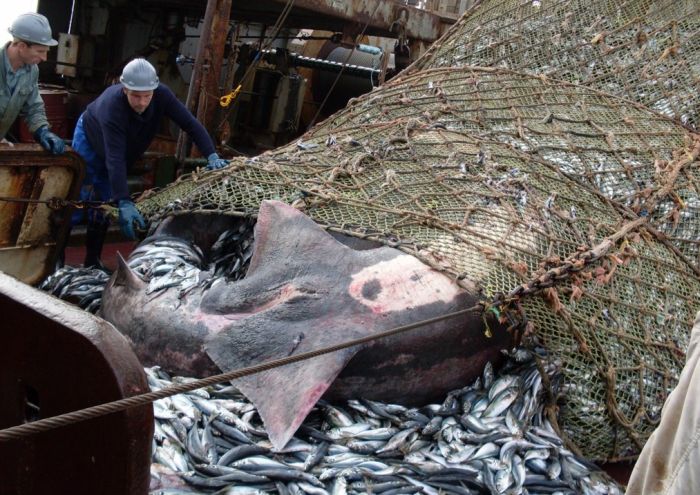 Fishermen Did Not See That Coming (8 pics)