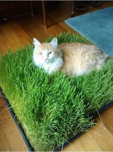 Acid Picdump (119 pics)