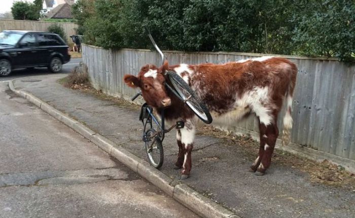This Cow Has No Idea How That Bike Got There (2 pics)