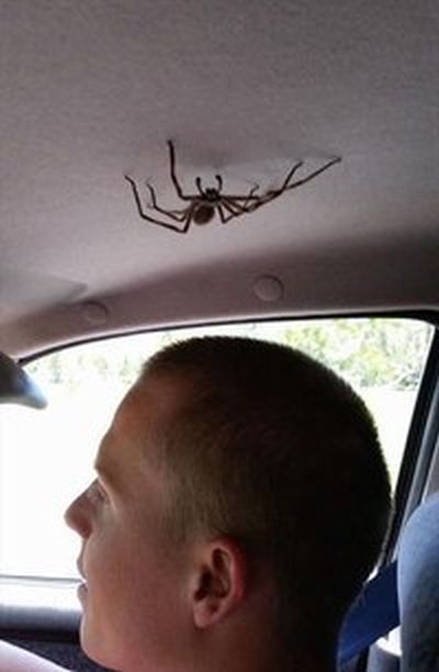 Acid Picdump (116 pics)