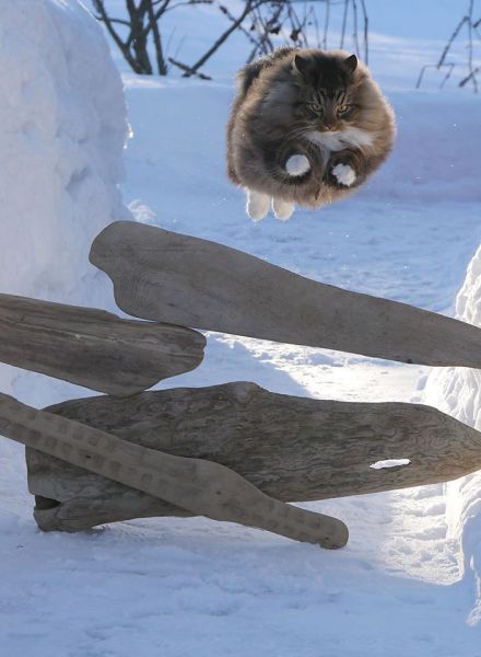 Acid Picdump (116 pics)