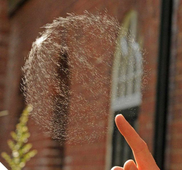 Acid Picdump (116 pics)