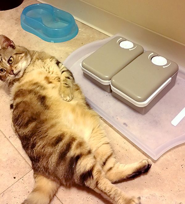 Fat Cat Gets Put On A Diet (2 pics)