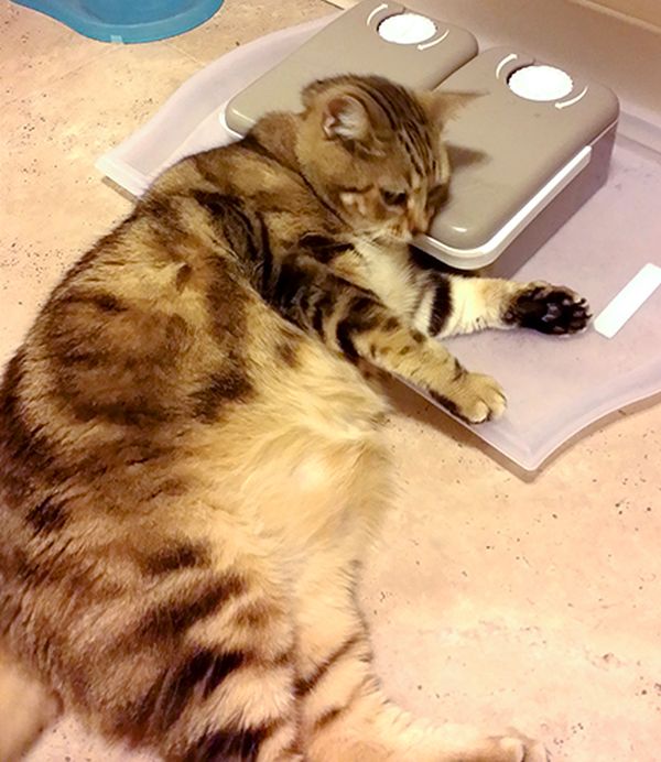Fat Cat Gets Put On A Diet (2 pics)