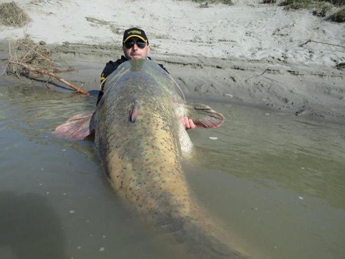 Fisherman Catches One Of The World's Largest Catfish (9 pics)