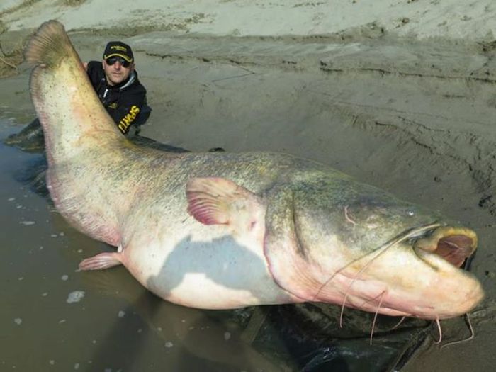 Fisherman Catches One Of The World's Largest Catfish (9 pics)