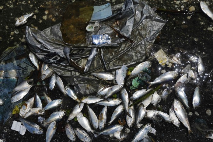 Mysterious Dead Fish On The Shore Of Rio de Janeiro (11 pics)