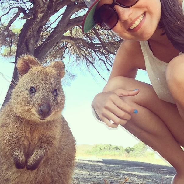 Taking Selfies With Quokkas Is The Cutest Trend In Australia Right Now (25 pics)