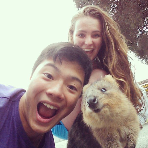 Taking Selfies With Quokkas Is The Cutest Trend In Australia Right Now (25 pics)