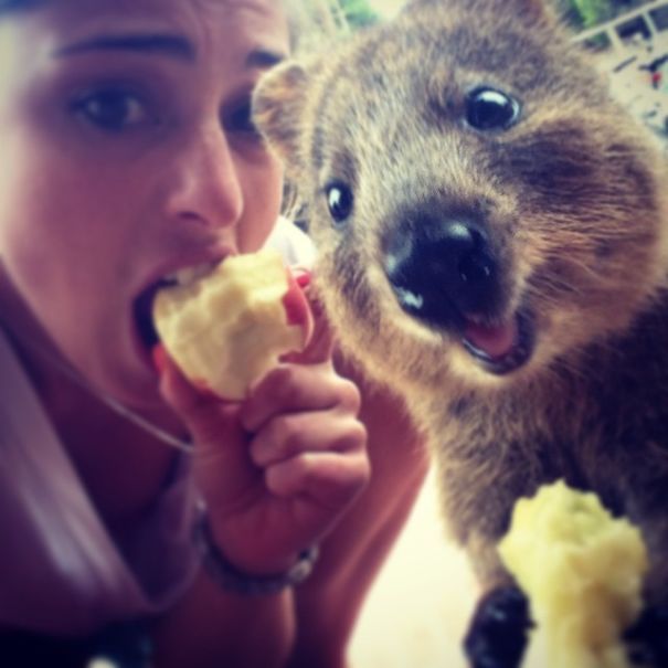 Taking Selfies With Quokkas Is The Cutest Trend In Australia Right Now (25 pics)