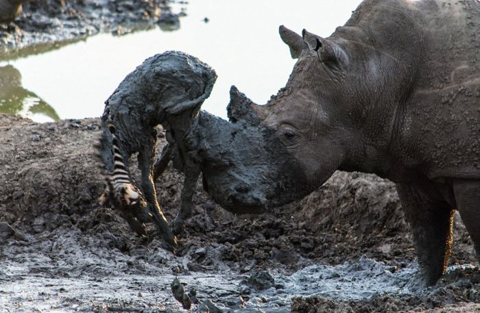 This Massive Rhino Saved A Zebra That Was Stuck In The Mud (4 pics)