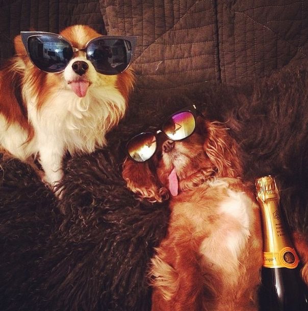 The Rich Dogs Of Instagram Are Straight Up Ballin (32 pics)