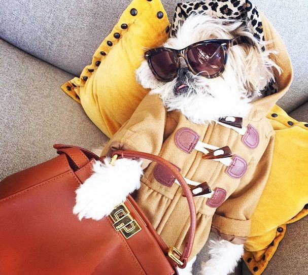The Rich Dogs Of Instagram Are Straight Up Ballin (32 pics)
