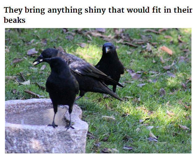 Young Girl Receives Gifts From The Crows She Feeds (6 pics)