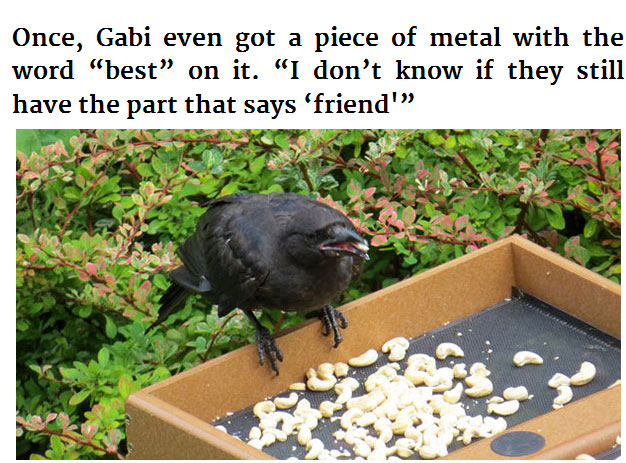 Young Girl Receives Gifts From The Crows She Feeds (6 pics)