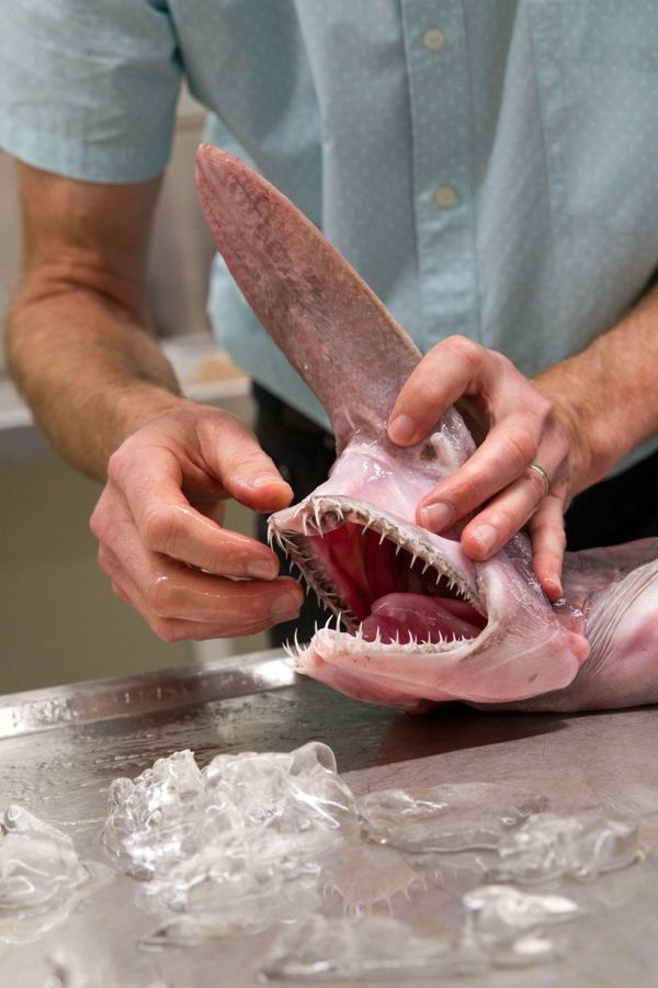Getting Up Close And Personal With A Goblin Shark (5 pics)