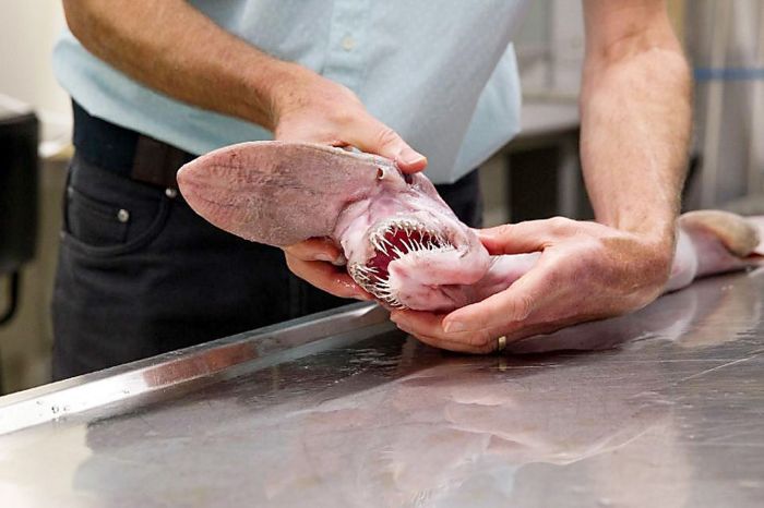 Getting Up Close And Personal With A Goblin Shark (5 pics)