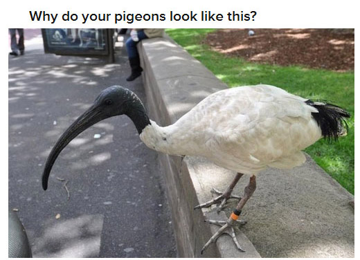 21 Questions Americans Want Answered About Australia (21 pics)