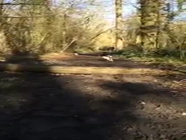 Hilarious Dog Jump Fail