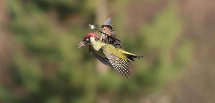 Baby Weasel Hitches A Ride On A Woodpecker’s Back (17 pics)