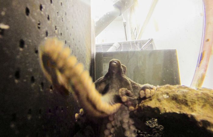 What Happens When An Octopus Steals Your Camera (2 pics)
