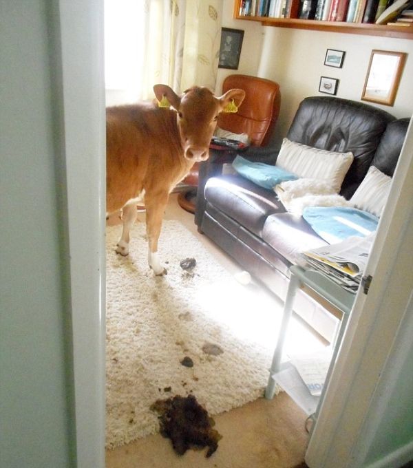 Pet Cows Break Into The House And Drop A Bomb (9 pics)