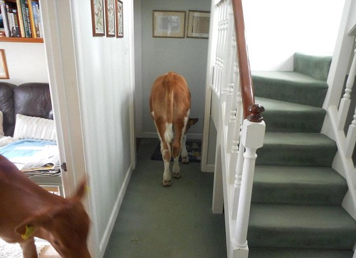 Pet Cows Break Into The House And Drop A Bomb (9 pics)