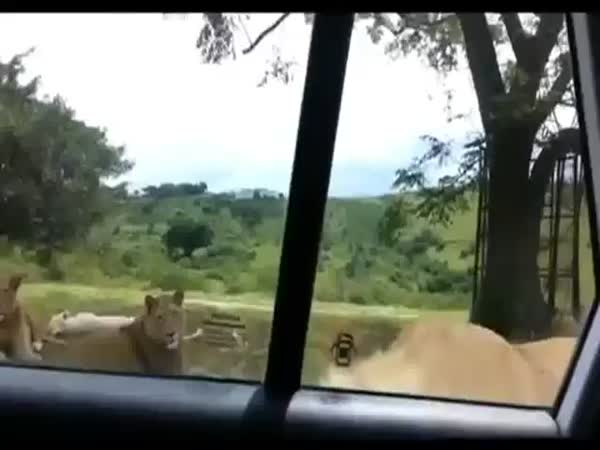 Lion Opened The Door