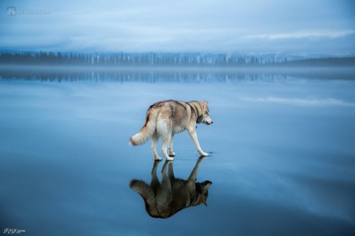 Siberian Husky Goes For A Walk On A Frozen Lake (25 pics)