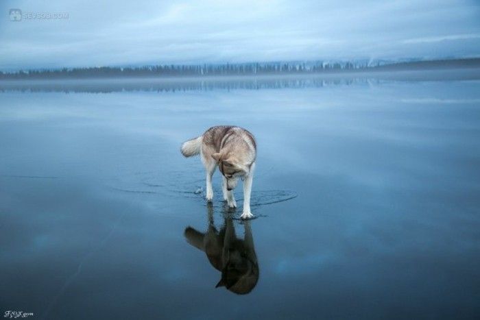 Siberian Husky Goes For A Walk On A Frozen Lake (25 pics)