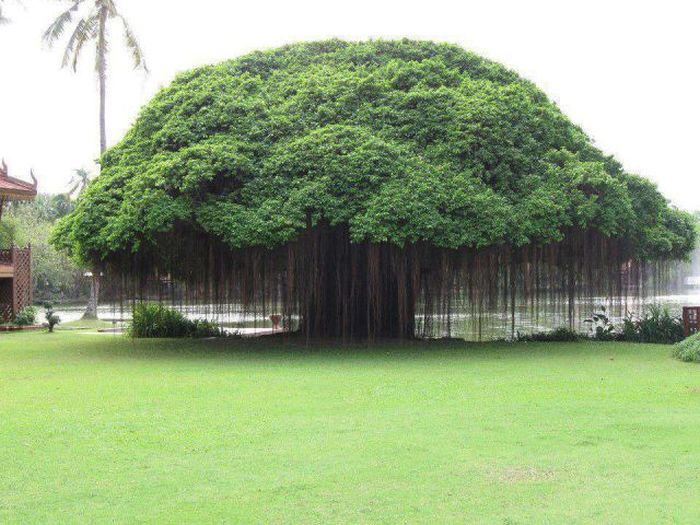 Acid Picdump (132 pics)