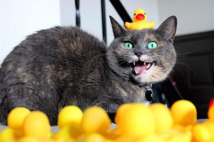 Acid Picdump (132 pics)