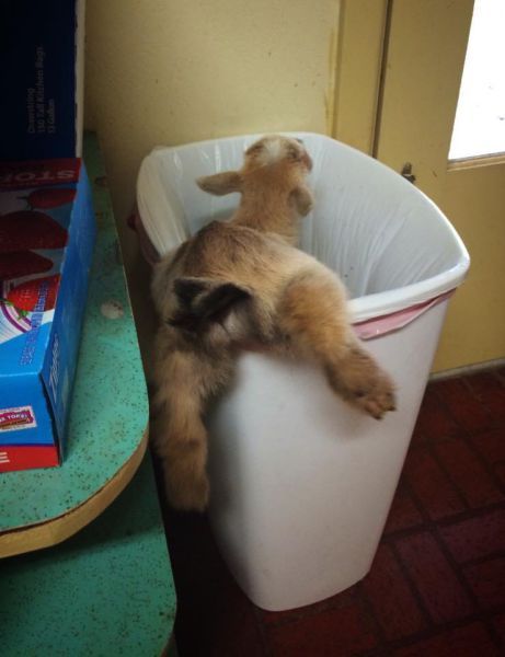 Acid Picdump (132 pics)
