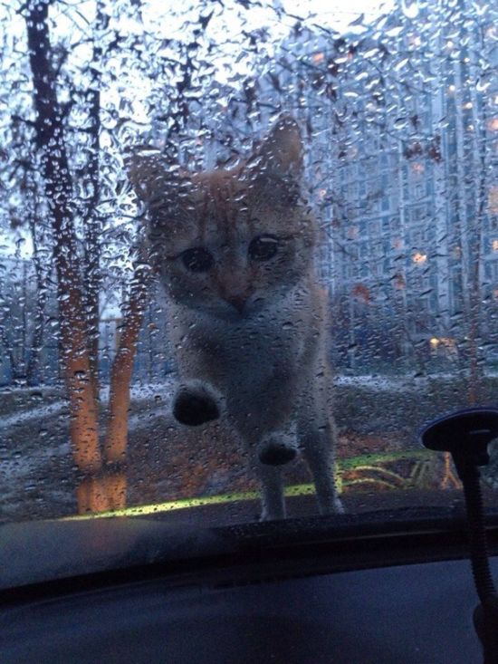 Acid Picdump (132 pics)