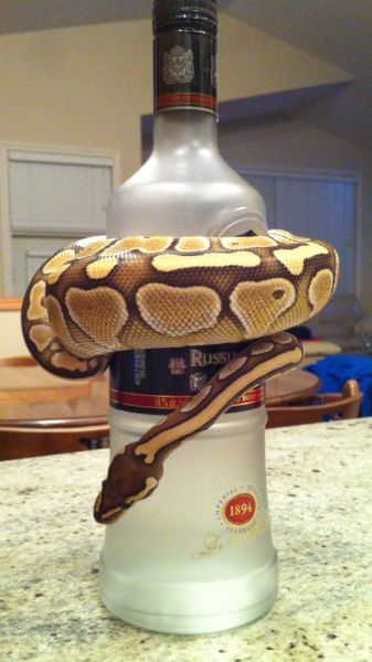 Acid Picdump (132 pics)