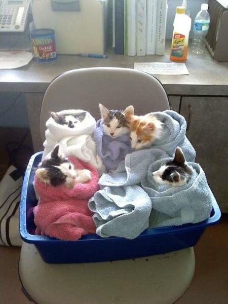 Acid Picdump (132 pics)