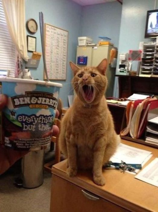 Photos Of Cats Having Way Too Much Fun (98 pics)