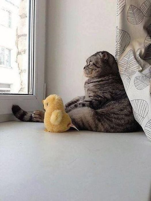 Photos Of Cats Having Way Too Much Fun (98 pics)