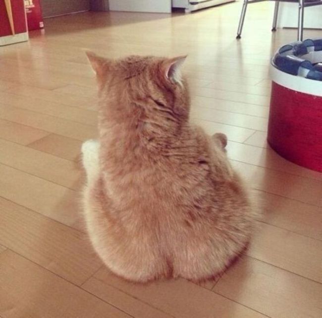 Photos Of Cats Having Way Too Much Fun (98 pics)